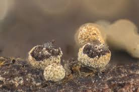 Attēlu rezultāti vaicājumam “Physarum luteolum”