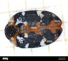 Attēlu rezultāti vaicājumam “Anthrenus scrophulariae”