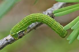 Attēlu rezultāti vaicājumam “Epirrita sp.”