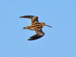 Attēlu rezultāti vaicājumam “Gallinago gallinago eggs”