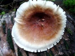 Attēlu rezultāti vaicājumam “Polyporus badius”