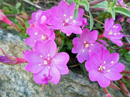 Attēlu rezultāti vaicājumam “Epilobium roseum flower”