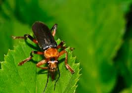 Attēlu rezultāti vaicājumam “Cantharis nigricans”