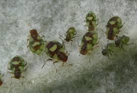 Attēlu rezultāti vaicājumam “Chaitophorus populeti”