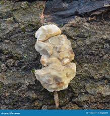 Attēlu rezultāti vaicājumam “Gloeoporus dichrous”