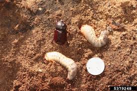 Attēlu rezultāti vaicājumam “Oryctes nasicornis”