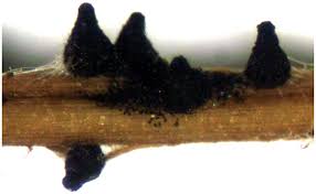 Attēlu rezultāti vaicājumam “Sordaria fimicola”