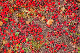 Attēlu rezultāti vaicājumam “Crataegus monogyna fruit”