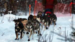Image result for Team Ice Fire British Sled Dog Racing Team