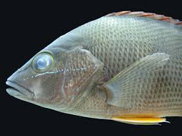 Image result for Lutjanus jocu