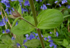 Attēlu rezultāti vaicājumam “Silene dioica leaf”