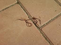 Attēlu rezultāti vaicājumam “Gordius aquaticus”