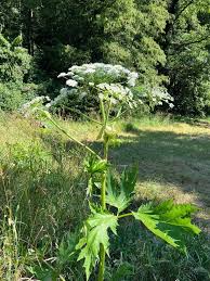 Attēlu rezultāti vaicājumam “Heracleum sphondylium subsp. sibiricum”