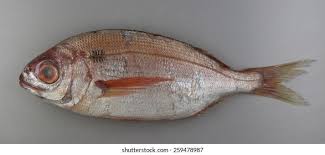 Image result for Pagellus bogaraveo