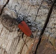 Attēlu rezultāti vaicājumam “Anastrangalia sanguinolenta”