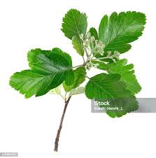 Attēlu rezultāti vaicājumam “Sorbus intermedia leaf”