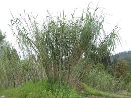 Attēlu rezultāti vaicājumam “Cribraria violacea stalked”