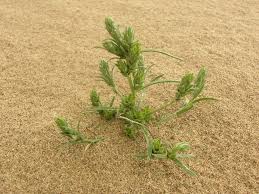 Attēlu rezultāti vaicājumam “Corispermum hyssopifolium fruit”