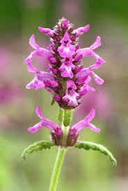 Attēlu rezultāti vaicājumam “Stachys officinalis flower”