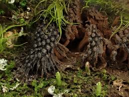 Attēlu rezultāti vaicājumam “Symphytocarpus flaccidus sessile”