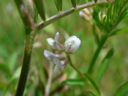 Attēlu rezultāti vaicājumam “Vicia hirsuta flower”