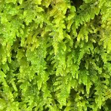 Attēlu rezultāti vaicājumam “Palustriella commutata”