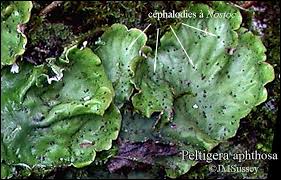 Attēlu rezultāti vaicājumam “Peltigera aphthosa”