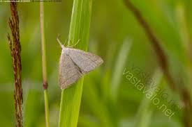 Attēlu rezultāti vaicājumam “Polypogon tentacularius”