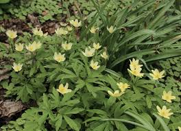 Attēlu rezultāti vaicājumam “Anemone x lipsiensis leaf”
