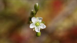 Attēlu rezultāti vaicājumam “Drosera rotundifolia flower”