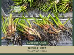 Attēlu rezultāti vaicājumam “Nuphar lutea fruit”