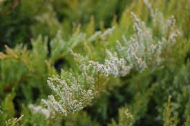 Attēlu rezultāti vaicājumam “Juniperus sabina”