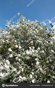 Attēlu rezultāti vaicājumam “Populus alba Nivea”