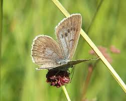 Attēlu rezultāti vaicājumam “Maculinea teleius”