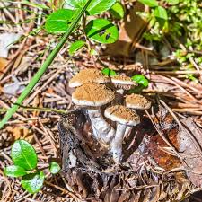 Attēlu rezultāti vaicājumam “Asterophora lycoperdoides”