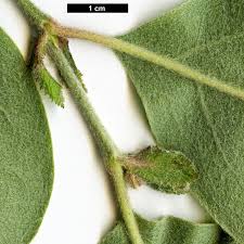 Attēlu rezultāti vaicājumam “Cydonia oblonga”