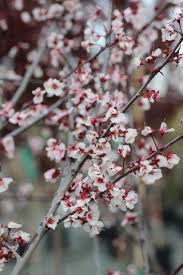Attēlu rezultāti vaicājumam “Prunus cerasifera var. divaricata flower”