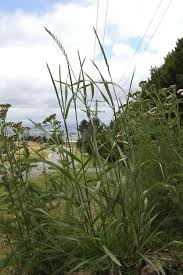 Attēlu rezultāti vaicājumam “Elytrigia repens subsp. arenosa”