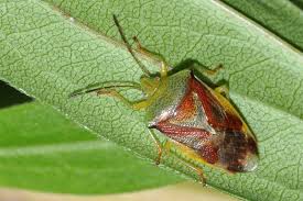 Attēlu rezultāti vaicājumam “Elasmostethus interstinctus imago”