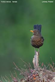 Attēlu rezultāti vaicājumam “Turdus merula female”