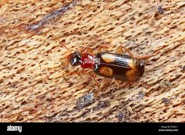 Attēlu rezultāti vaicājumam “Dromius quadrimaculatus”