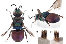 Attēlu rezultāti vaicājumam “Hedychrum sp.”