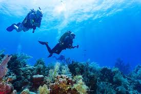 Image result for Great Western Divers
