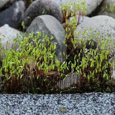 Attēlu rezultāti vaicājumam “sporophyte”