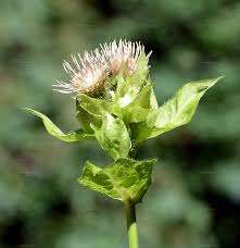 Attēlu rezultāti vaicājumam “Cirsium oleraceum”
