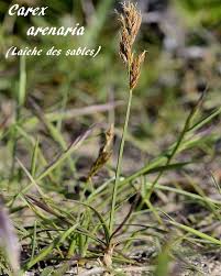 Attēlu rezultāti vaicājumam “Carex arenaria  fruit”