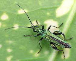 Attēlu rezultāti vaicājumam “Oedemera femorata”