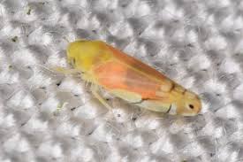 Attēlu rezultāti vaicājumam “Lamprotettix nitidulus”