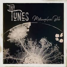 Attēlu rezultāti vaicājumam “Physarum album”