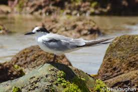Attēlu rezultāti vaicājumam “Sterna”